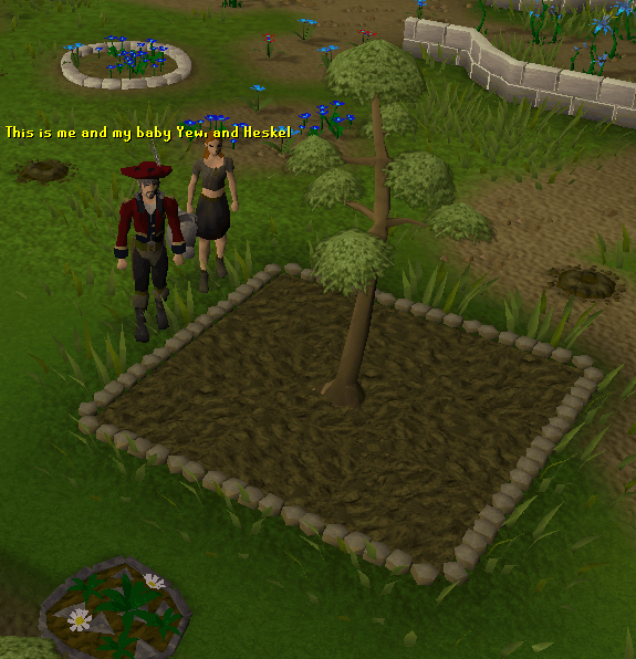 Growing a Yew in Falador